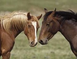 Forsyth County Horses