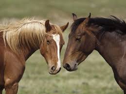 Forsyth County Horses