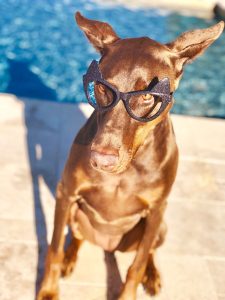 Schoolin' Around 2 adult red and rust Doberman pinscher