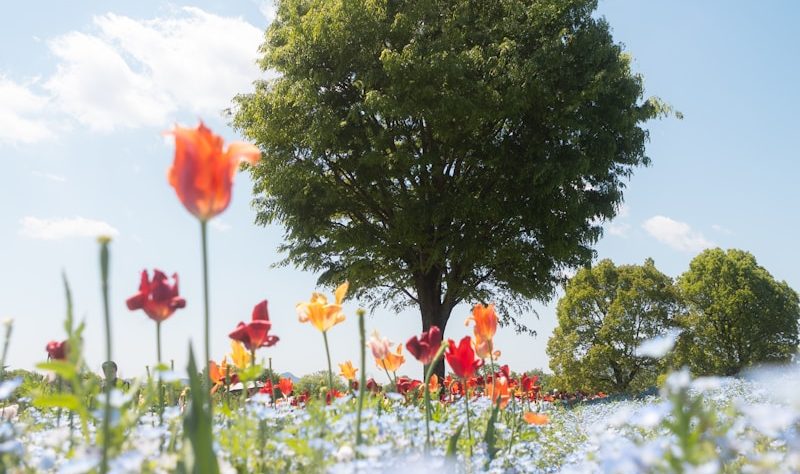 Flowers bloom beneath a tree on a sunny day.