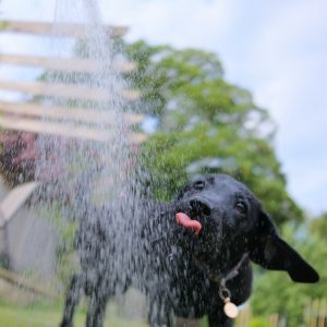 a dog keeping cool in Forsyth County