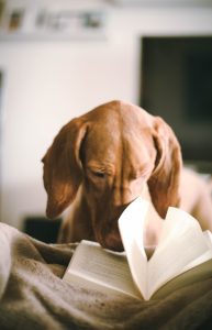 Summertime Reading in Forsyth County + Top Summer Books 2025 3 dog reading book in Forsyth County