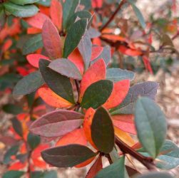 a close up of a tree with red leaves
