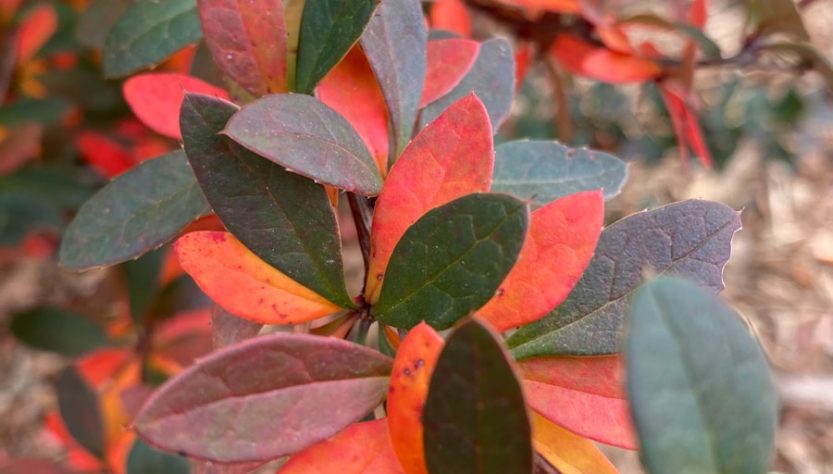 a close up of a tree with red leaves