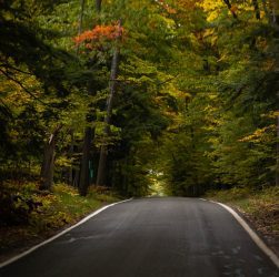 a road with trees on the side