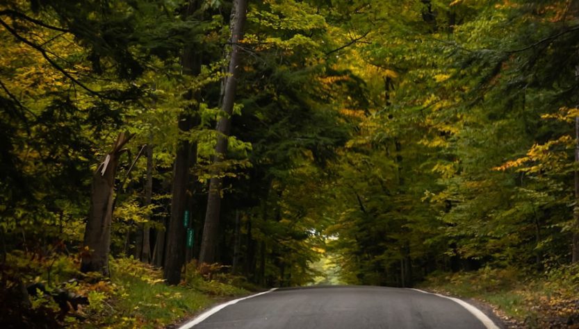 Fall in Forsyth County, GA 1 a road with trees on the side