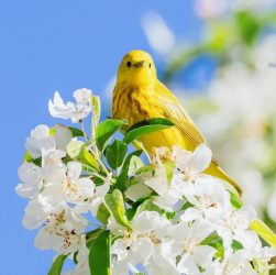 yellow bird perched on white flower
