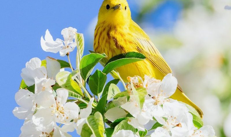 yellow bird perched on white flower