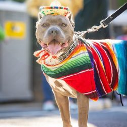 A pit bull dog wearing a sombrero and serape.