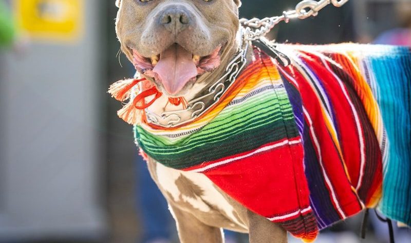 A pit bull dog wearing a sombrero and serape.