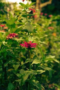 Beautiful pink zinnia flowers blooming in a leafy, garden environment during summer
