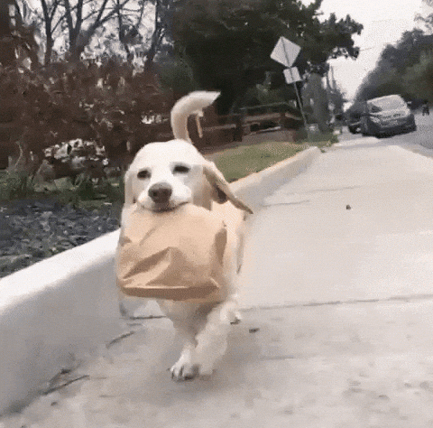 foCo pet of the week