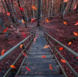 FALL into North Georgia 5 A serene autumn scene with colorful leaves falling on wooden stairs in a tranquil forest setting.