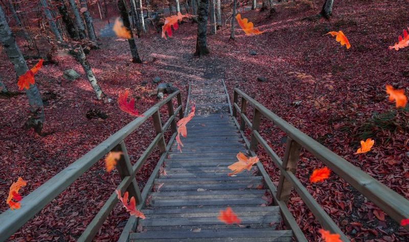A serene autumn scene with colorful leaves falling on wooden stairs in a tranquil forest setting.